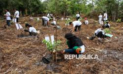 Ekosistem Gambut dan Mangrove Kunci Penuhi Target Pengurangan Emisi