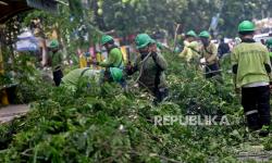 Pemkot Jakpus Pangkas Lebih dari 3.000 Pohon, Antisipasi Tumbang