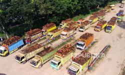 Harga Referensi CPO Juni 2025 Turun 7,36 Persen, Ini Penyebabnya