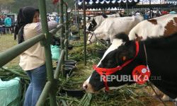 Indonesia Impor 250 Ribu Ekor Sapi Perah, Ini Penjelasan Kementan