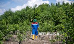Duta Lingkungan NTB Ajak Warga Tetap Jaga Hutan