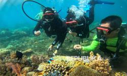 In Picture: Eksotisme Pemandangan Bawah Laut Pantai Bangsring