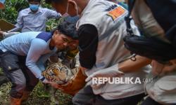 In Picture: Harimau Sumatera yang Mangsa Ternak Warga di Agam Dievakuasi