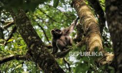 Perpres Penertiban Kawasan Hutan Dinilai Bertentangan dengan UU