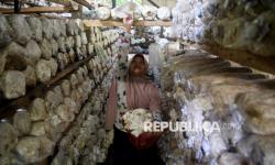 In Picture: Budidaya Jamur Tiram Jadi Ladang Cuan Ibu-Ibu di Kaltim