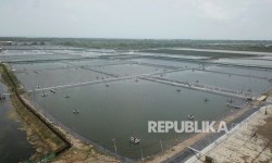 18 Ribu Hektare Tambak Udang di Indramayu Direvitalisasi Jadi Budidaya Nila Salin