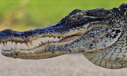 Pria Asal Florida Tangkap Aligator dengan Tangan Kosong