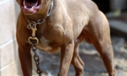Kejam! Anjing Tentara Israel dengan Beringas Terkam Wanita Tua Palestina tak Berdaya