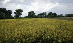 Pemprov Jateng Imbau Tanah Wakaf Sawah tak Dialihfungsi Jadi Bangunan