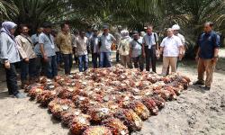 BPDPKS Menilai Riset Jadi Kunci Hadapi Kampanye Hitam Sawit RI