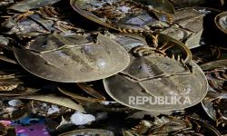 Bea Cukai Teluk Nibung Gagalkan Penyelundupan 1.519 Ekor Belangkas ke Malaysia