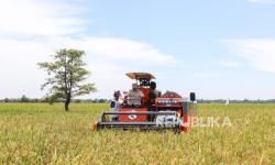 Produksi Beras Indonesia Diprediksi 34,6 Juta Ton, Tertinggi di ASEAN