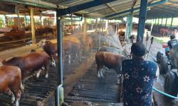 Penutupan Sementara Pasar Hewan di Kabupaten Semarang Selama Dua Pekan