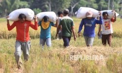 Harga Gabah Turun, Pemda DIY Minta Bulog Segera Lakukan Penyerapan Maksimal