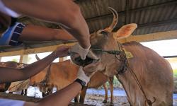 Bintan Terancam Kekurangan Daging Sapi Segar akibat PMK