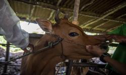 DPP Kulon Progo Catat 287 Ekor Hewan Ternak Sembuh dari PMK