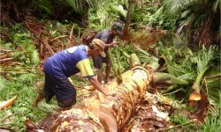 Ilustrasi. Dua orang pekerja tengah memotong pohon sagu. Ulat atau larva dari kumbang merah kelapa (Rhynchophorus ferrugenesis) yang kerap bertelur di pucuk pohon sagu.