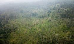 Pengambilalihan Hutan Jawa Digugat ke PTUN, Begini Tanggapan KLHK 