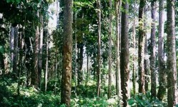 KLHK: Pengelolaan Hutan Lestari Libatkan Kaum Muda agar Berdampak Luas