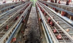 Inspirasi Anak Muda Papua Lewat, Maria Fransisca Sukses Geluti Peternakan Ayam Petelur