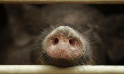 Babi Hutan yang Berkeliaran di Pasar Minggu Ternyata Lepas dari Pejaten Shelter Milik Seorang Dokter