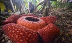 Dua Bunga Rafflesia Arnoldii Mekar Sempurna di Bengkulu Selatan