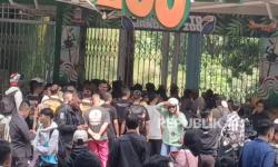 Kericuhan di Kebun Binatang Bandung, Bayi Orang Utan Anak Asuh Farhan Sempat Terlantar dan Digembok