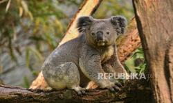 Menurut Penelitian, Koala Hanya 10 Menit Sehari di Tanah tapi Berujung Fatal