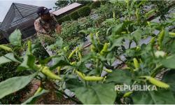 Berkebun Cabai di Rumah, tak Perlu Panik Jika Harga Naik