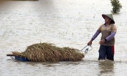 125 Hektare Lahan Pertanian di Probolinggo Terdampak Banjir