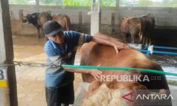 Terapis Beri Pelayanan Istimewa untuk Sapi Kurban di Masjid Agung Semarang