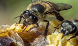 Lebah madu (Apis cerana) memproduksi madu disarangnya di Ujung Jaya, Pandeglang, Banten, Sabtu (29/1/2022). Hasil madu tersebut dijual dengan harga Rp120 ribu hingga Rp135 ribu per paket. 