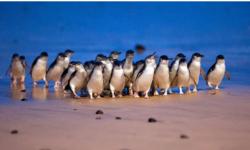 Gemas! Koloni 5.000 Penguin Muncul Bersamaan dalam Parade