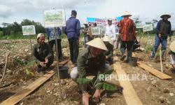 Rayakan Milad Muhammadiyah, MPM Gelar Tanam Raya Bibit Pisang Cavendish