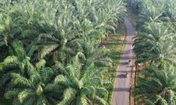 Menurut SPKS, Begini Cara Tingkatkan Produksi Sawit Tanpa Tebang Hutan