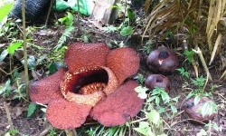 Dua Bunga Rafflesia Arnldii Raksasa Mekar di Agam, Puluhan Wisatawan Asing Terpukau