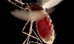 Dinkes: Kasus Malaria di Medan Melonjak