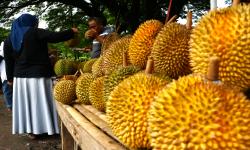 Durian dan Pemuliaan Tanaman