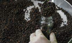Rp 80 Ribuan Per Kilogram, Petani Lada Hitam di Lampung Tersenyum Panen Hingga Beberapa Ton