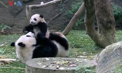 China dan Spanyol Pererat Hubungan Lewat Konservasi Panda