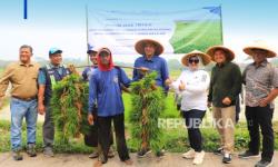 Dukung Ketahanan Pangan Nasional, 240 Ribu Hektare Sawah Petani di Subang Diairi 