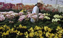 In Picture: Pameran Anggrek di Ajang <em>Batu International Orchid Show 2nd</em>