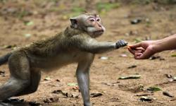 In Picture: Monyet Ekor Panjang di Hutan Kera Nepa Sampang