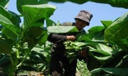 Temanggung Krisis Penjualan Tembakau, Bupati Dorong Pusat Tinjau Ulang Kebijakan Cukai Rokok