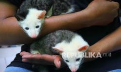 Suara Berisik di Tengah Malam, Warga Kaget Musang Acak-Acak Rumahnya