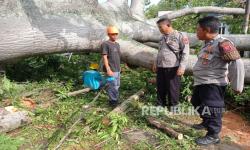 Pohon Randu Berusia 4 Abad di Indramayu Tumbang Tengah Malam, Pertanda Apa?