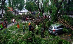 Cuaca Ekstrem, DLH Yogya Lakukan Pemangkasan Antisipasi Pohon Tumbang  