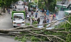 Hujan Lebat di DIY Bikin Pohon Bertumbangan dan Akses Jalan Terganggu