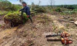 Satgas PKH Ambil Alih 81 Ribu Hektare Lahan Tesso Nilo