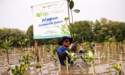 MedcoEnergi Selamatkan Pantai Sederhana dari Abrasi